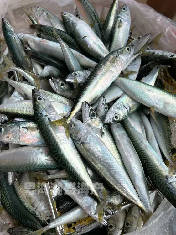 【竣泽海钓】灯照花仙鱼青花鱼 汕尾遮浪本港花仙鱼新鲜捕捞