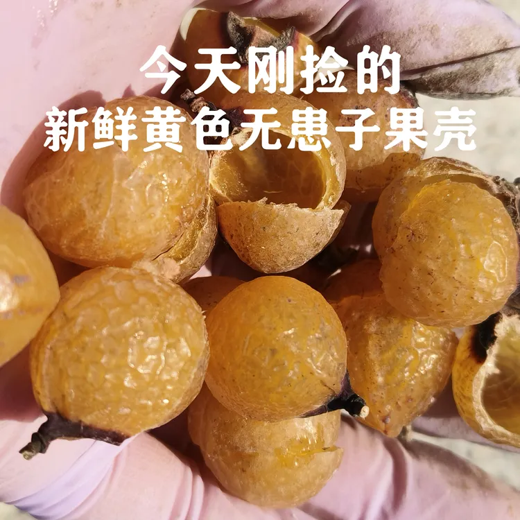 新鲜金黄色无患子果壳果皮外壳洗手果木患子鬼见愁
