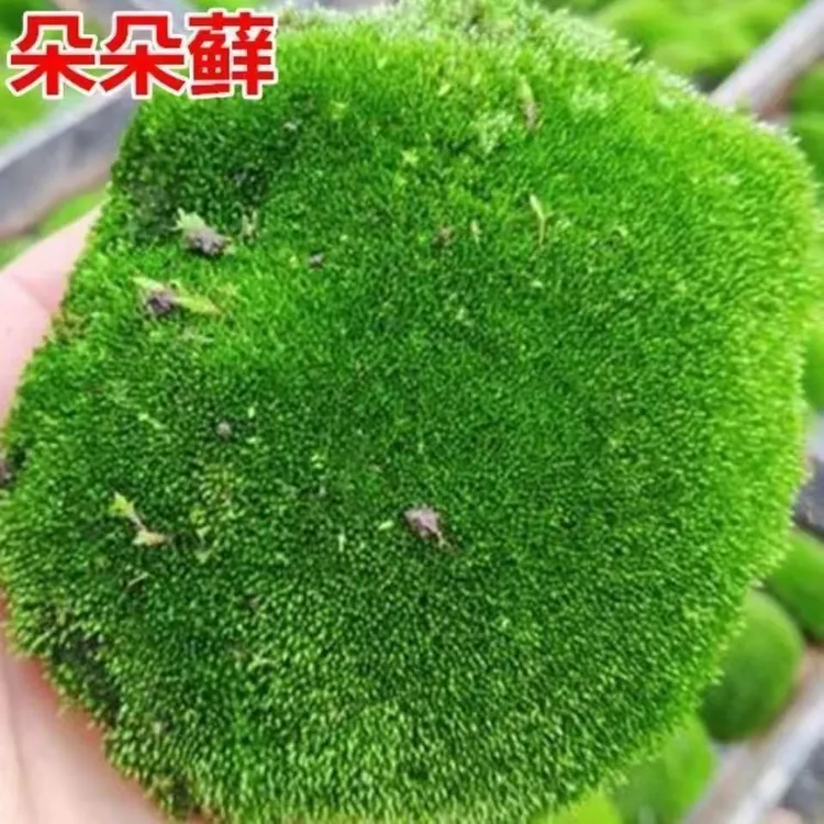 苔藓青苔植物种子吸水上水石盆栽假山盆铺面微景观孢子粉四季鲜活