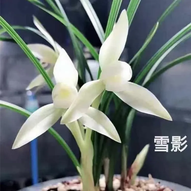 带花苞兰花苗春兰铭品【白雪冰心】正品矮种兰花室内阳台盆栽花卉