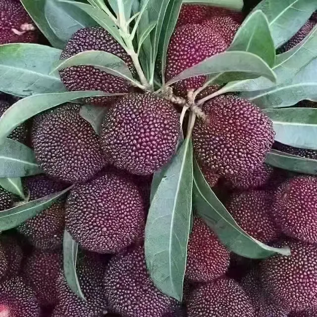 正宗仙居荸荠杨梅当季新鲜杨梅现摘泡酒产地直供