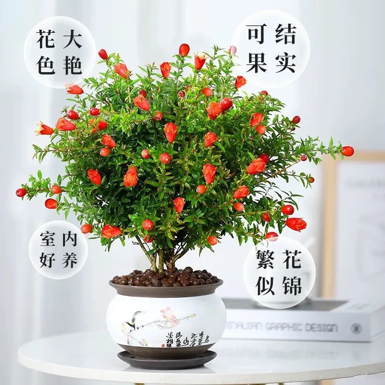 [石榴花] 带花苞花石榴盆栽室内外四季开花观赏花卉适合阳台庭院