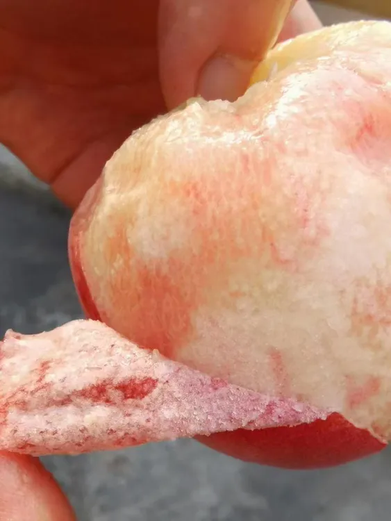 正宗龙泉水驿水蜜桃/可撕皮/爆甜爆汁/需要脆桃软桃拍下备注