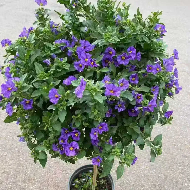 蓝茄花盆栽多年生花卉耐热耐寒适合阳台庭院种植