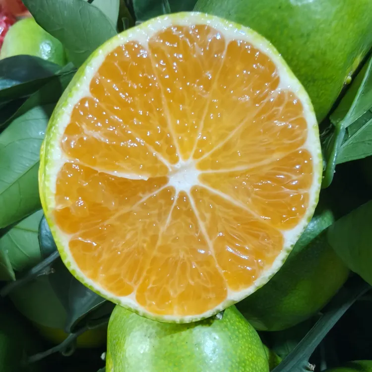 5斤装江西赣州新鲜现摘青皮蜜橘薄皮多汁酸甜爽口应季水果