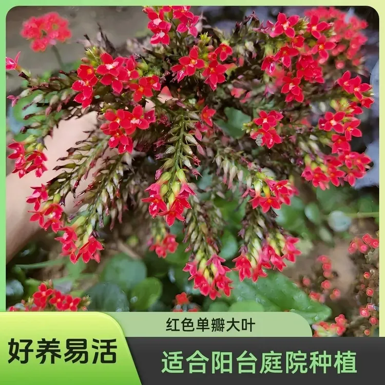 泽俊凤尾老品种红色单瓣正宗大叶凤尾长寿花好养易活会甩尾老品种