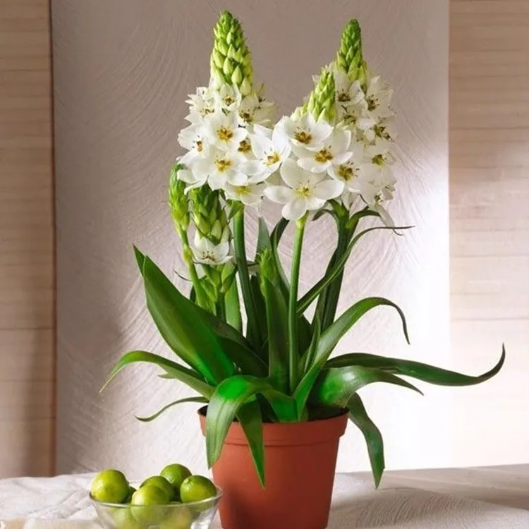 进口天鹅绒种球多头伯利恒之星多年生虎眼万年青盆栽庭院阳台花卉