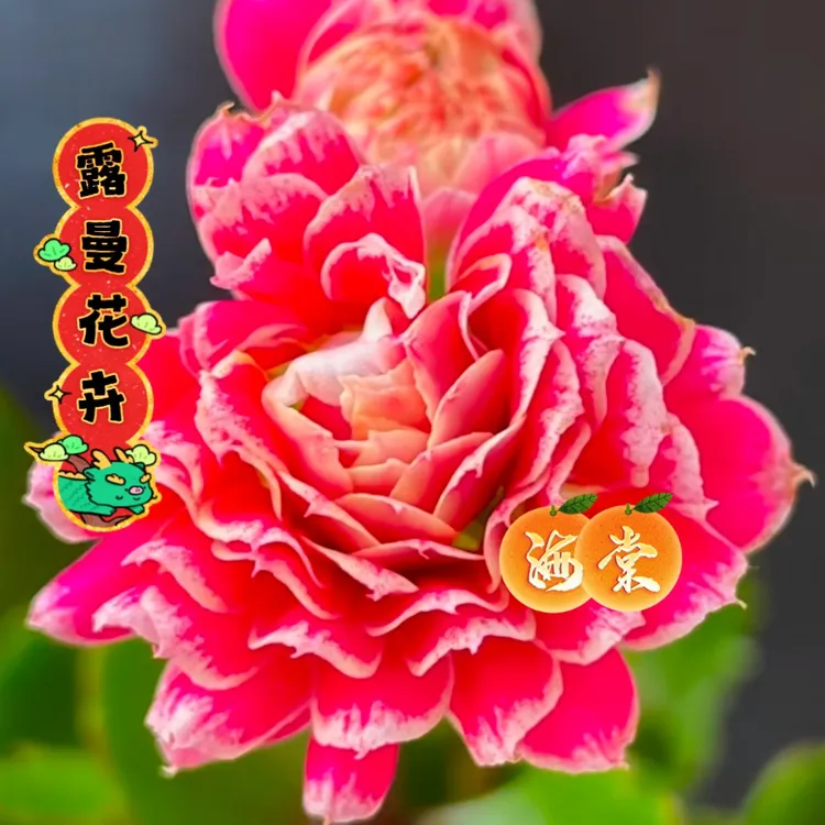 【海棠长寿花】重瓣大花长寿花带花苞发货粉色带花边好养喜光照耐旱