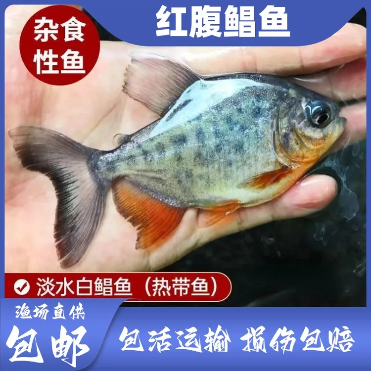 【活体】 淡水白鲳鱼 红鲳鱼 红腹白鲳鱼   4-10公分 渔场批发