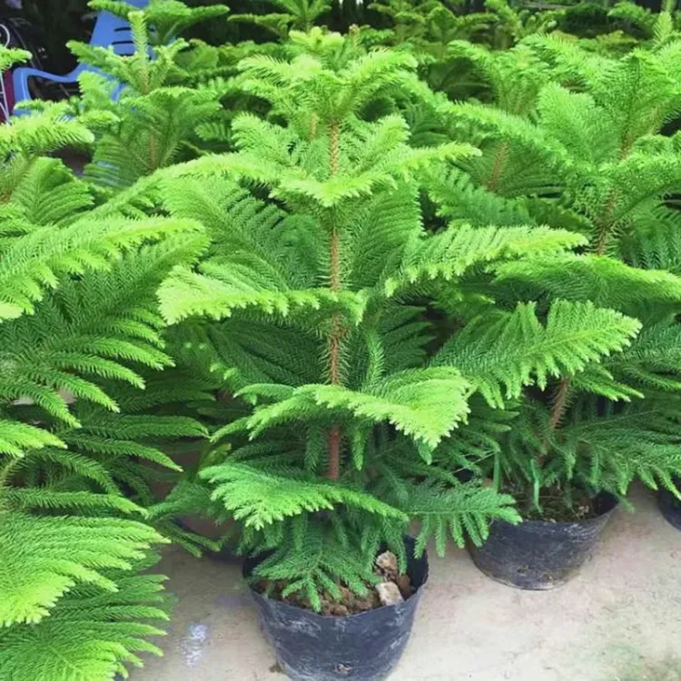 南洋杉南洋松盆栽苗圣诞树室内桌面好养绿植四季常青耐寒耐热植物