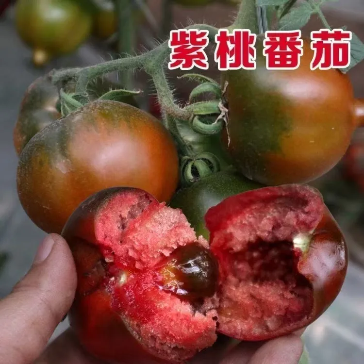 【紫蜜桃番茄种子】四季种植盆栽地栽阳台小院种植