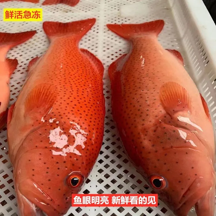东星斑石斑鱼新鲜现杀速冻鲜活海鱼冰鲜深海红星斑班鱼红星斑班鱼