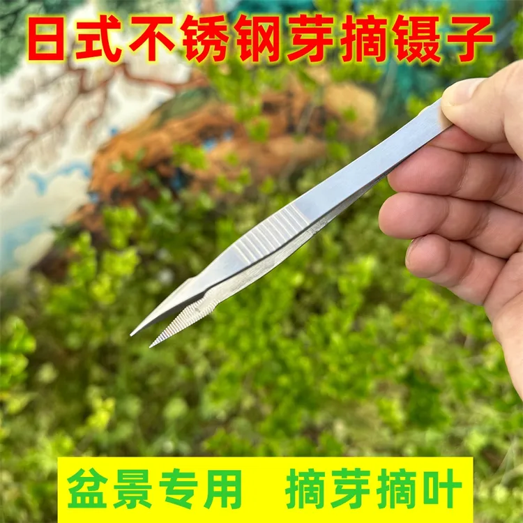 盆景专用摘芽镊子日式不锈钢菖蒲剔黄多肉枯叶摘叶防滑专用夹子