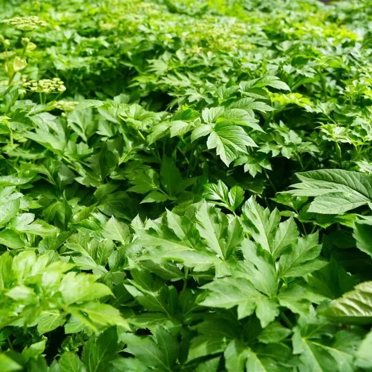 咸草长寿菜小苗 四季可种易活好打理养生蔬菜神仙菜阳台四季可种