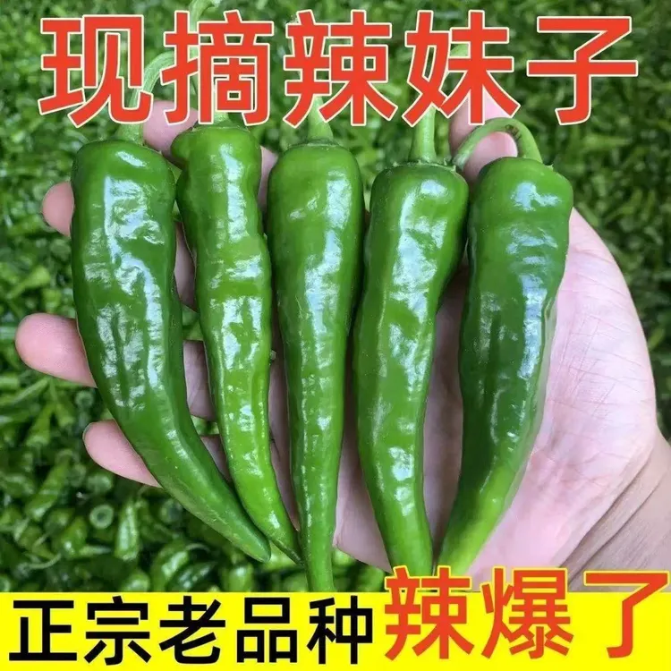 辣妹子新鲜薄皮香辣土辣椒现采现发口感脆嫩农家自种