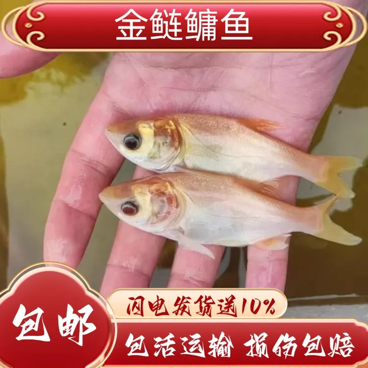 金大头鱼 金丝鲢鳙鱼 黄金鲢鱼 渔场批发
