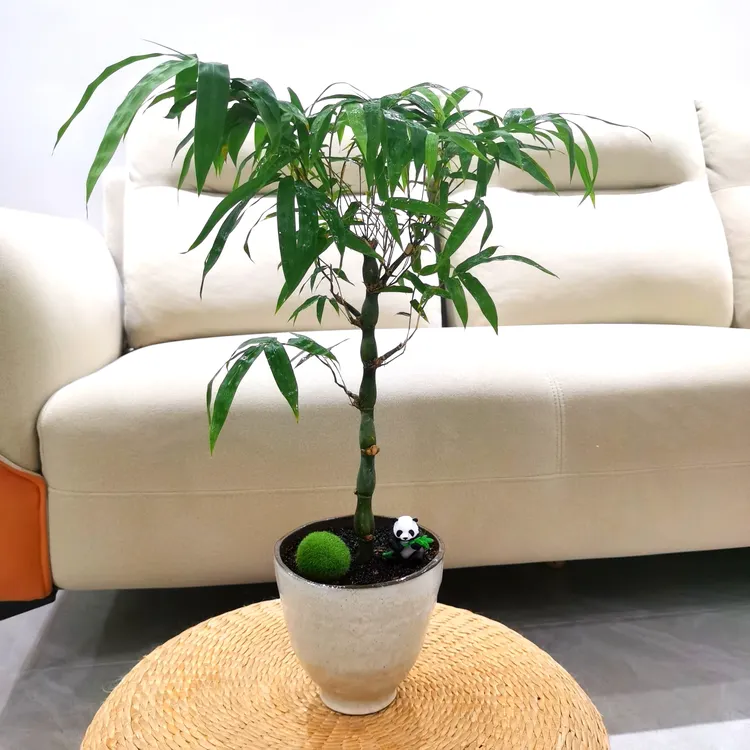 【老桩佛肚竹】罗汉竹盆景室内办公室客厅好养观赏竹四季常青绿植