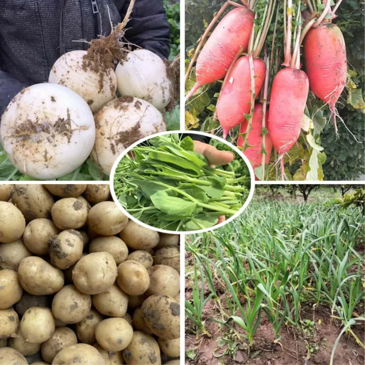 四川农家新鲜蔬菜现採现发《助农蔬菜》农家自种新鲜蔬菜