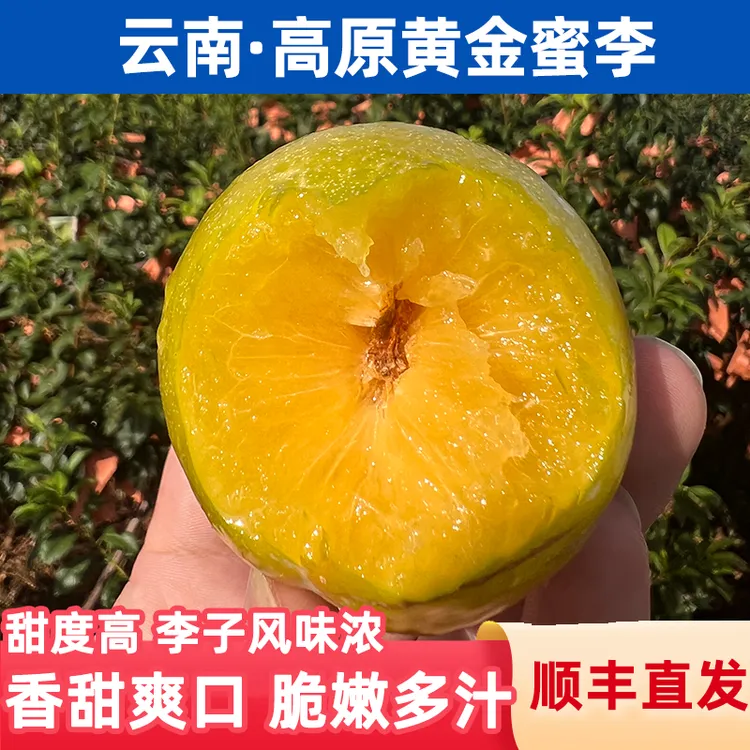 鑫选 云南高原黄金蜜李2-3斤 香甜爽口脱骨李子新鲜采摘 顺丰直发