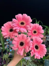 佩斯莉非洲菊10支--收到花有问题第一时间联系客服