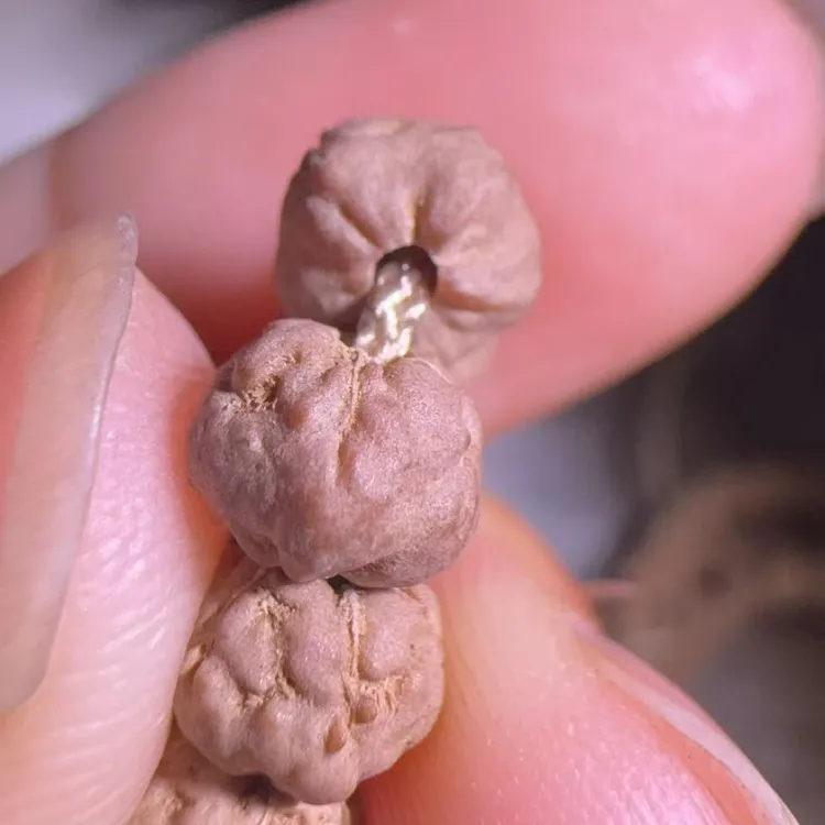 印尼肉包子矮桩五爪佛手长串108颗原生态天然籽颗颗下水精挑无黄