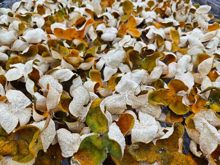 2025新会五和二线产区圈枝二红干皮，陈皮原料