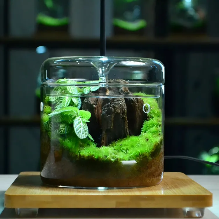 【枯木生花】桌面苔藓微景观懒人绿植纯手工艺术送礼客厅观赏摆件