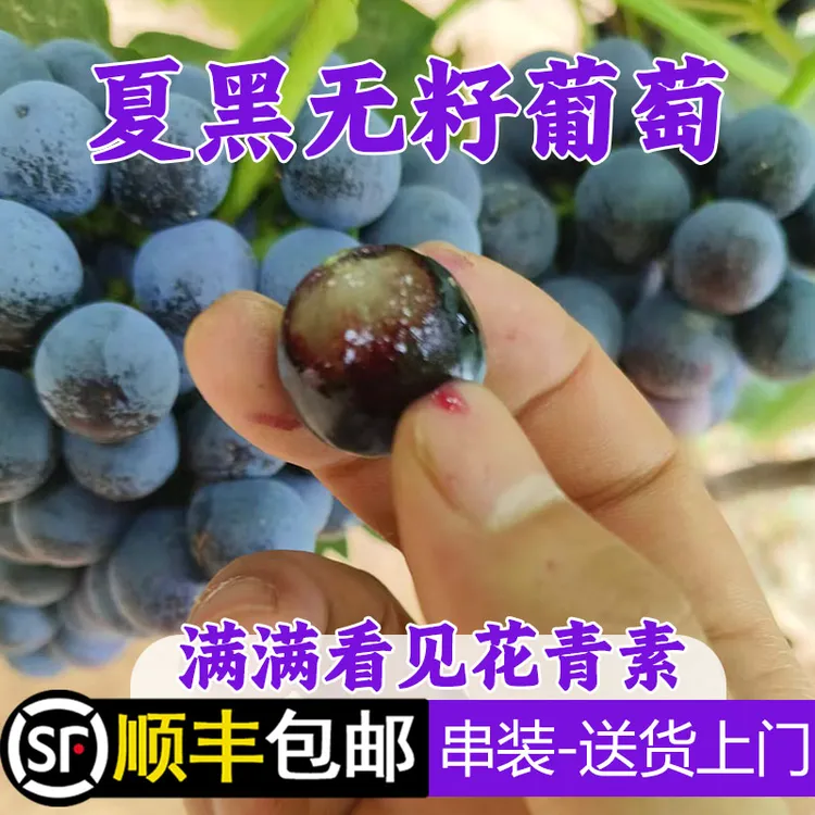 山西现摘2025年露天头茬夏黑无籽葡萄无核整箱新鲜水果【顺丰包邮】