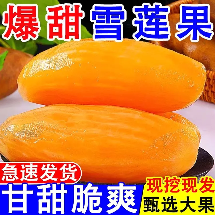 【坏果包赔 现挖现发】2025年云南天山雪莲果脆甜多汁孕妇水果低糖