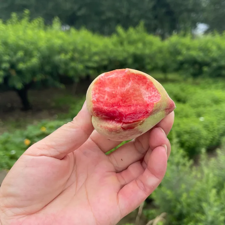 新品上市】麻城阎家河胭脂桃现摘先发顺丰包邮(本地品种个头不大）