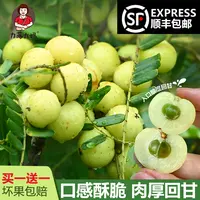 【潮汕大妈】买一送一【不甜】油甘子现摘新鲜牛甘果余甘果油柑两斤