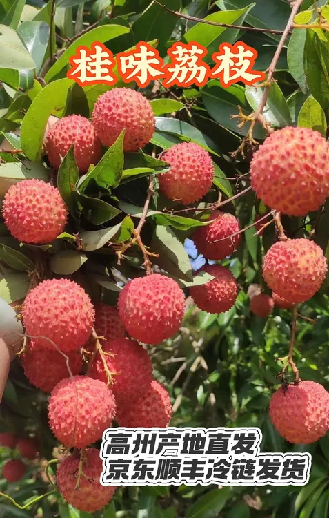广东高州桂味+糯米糍荔枝混合装现摘现发京东冷链广东链接