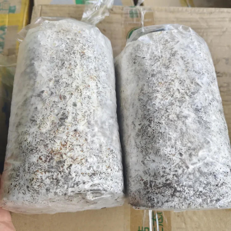 云南小香蕈原种可接椴木