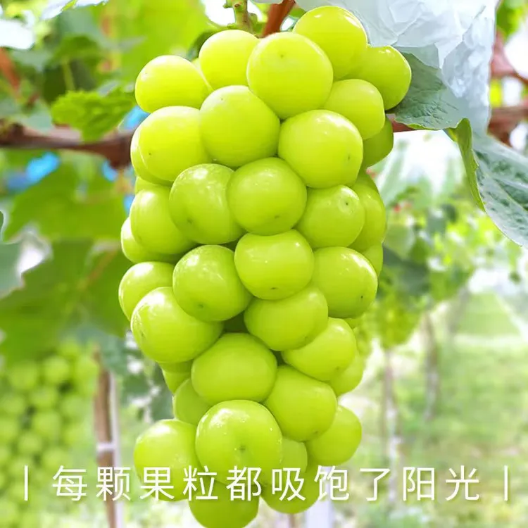 正宗阳光玫瑰葡萄当季现摘现发晴王葡萄顺丰多仓发货