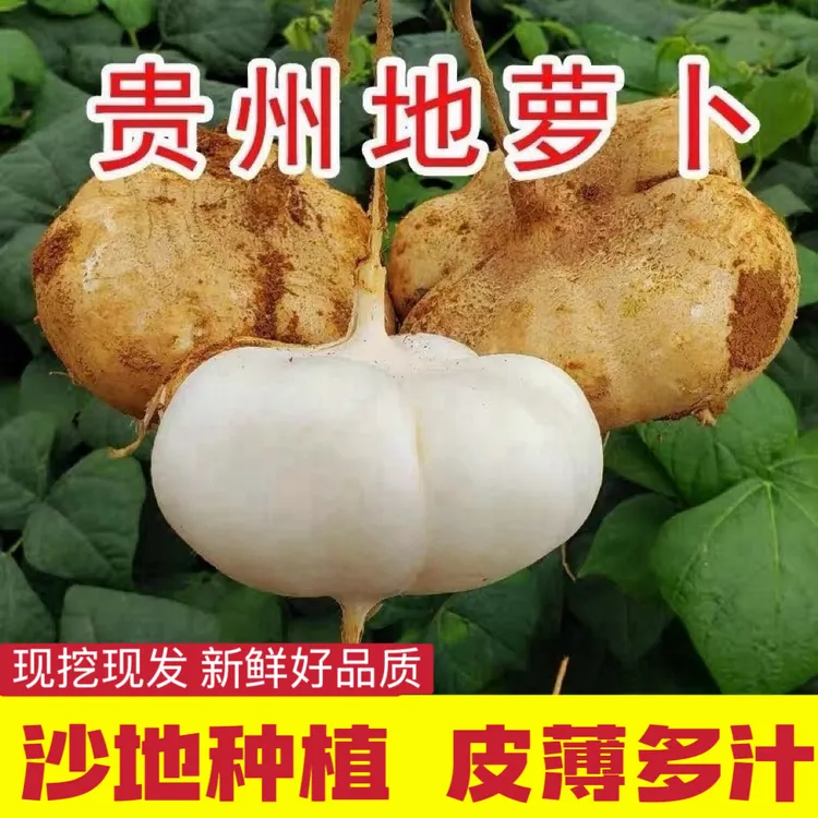 【贵州凉薯】新鲜地萝卜凉薯现挖现发白地瓜沙葛皮甜薄肉厚脆甜多汁