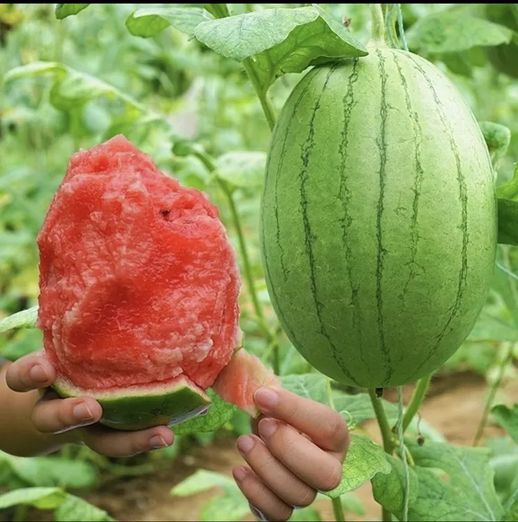 【凤姐专属】山东手扒皮冰糖小西瓜薄皮脆甜多汁新鲜采摘