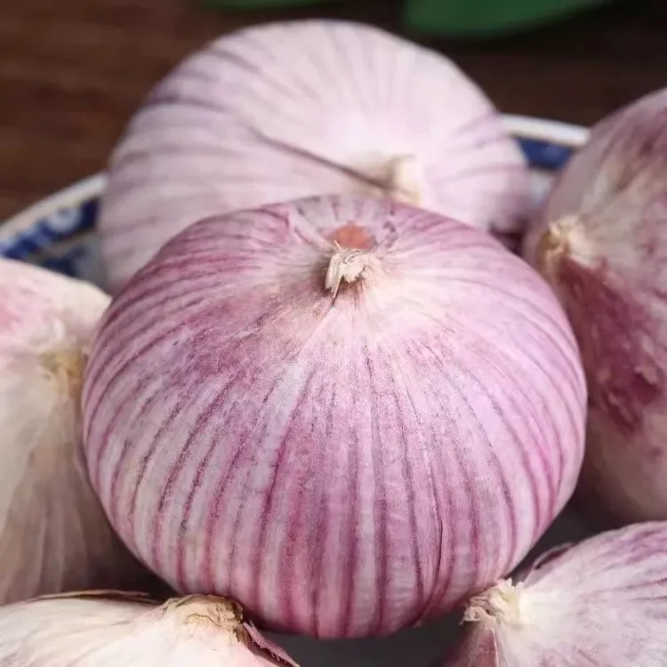 食香九镇新晒干紫皮独头蒜炒菜做菜香辣饱满可做腊八蒜
