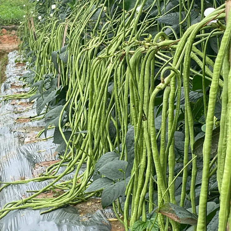 茂柳光辉八号厚肉型长豇豆翠绿色双荚率高春秋播种荚长65-80左右