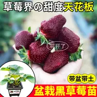 原土原盆真红美玲奶油草莓苗红颜越雪妃天使ae白黑红果高甜阳台