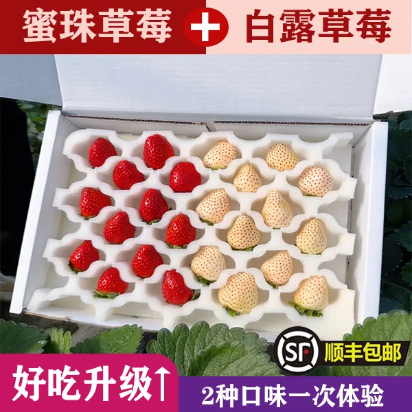 【现摘现发】新品种草莓两拼蜜珠+白露精美礼盒3斤装