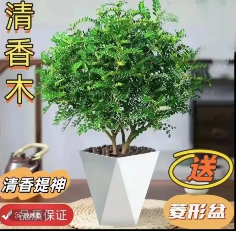 清香木正宗盆栽驱蚊植物绿植室内好养花卉九里香四季开花老桩盆景