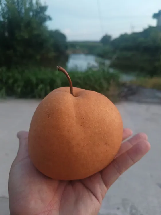 湘南梨正宗湖北百里洲老品种湘南梨个大如拳口感麻甜果香四溢就