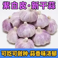 正宗紫白皮大蒜新鲜干蒜农产品生鲜特产LQ/12（卡卡）
