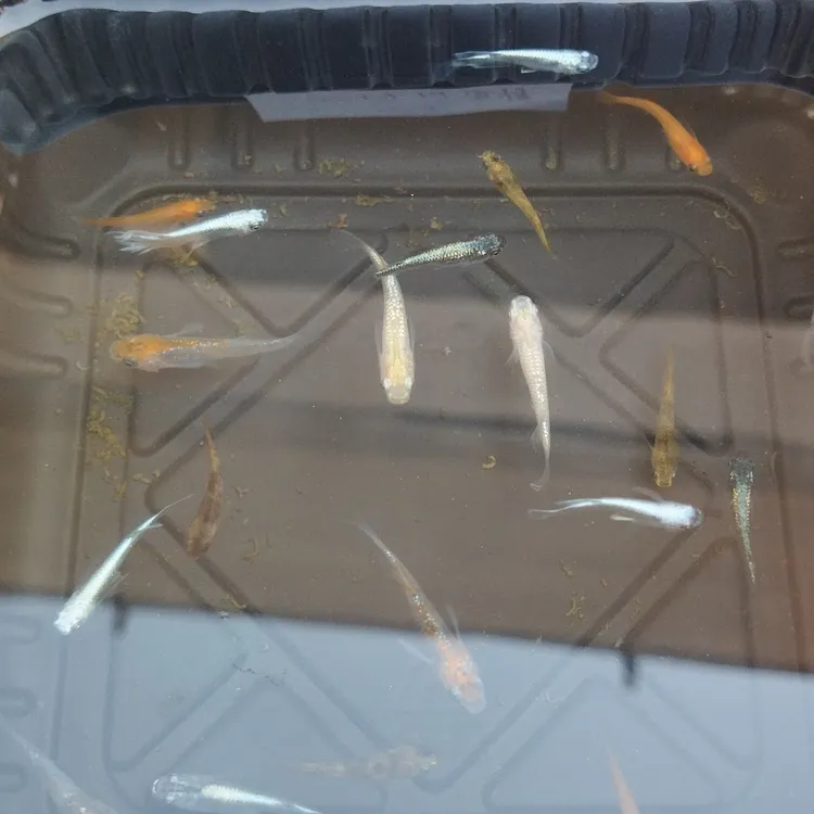 观背青鳉混搭15+5条备损一物一拍售后出示完整开箱视频
