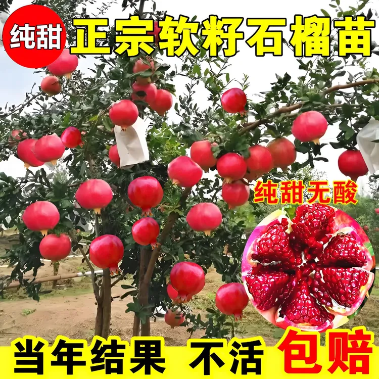 石榴树突尼斯软籽石榴树苗盆栽地栽庭院大树苗南方北方种植果树苗