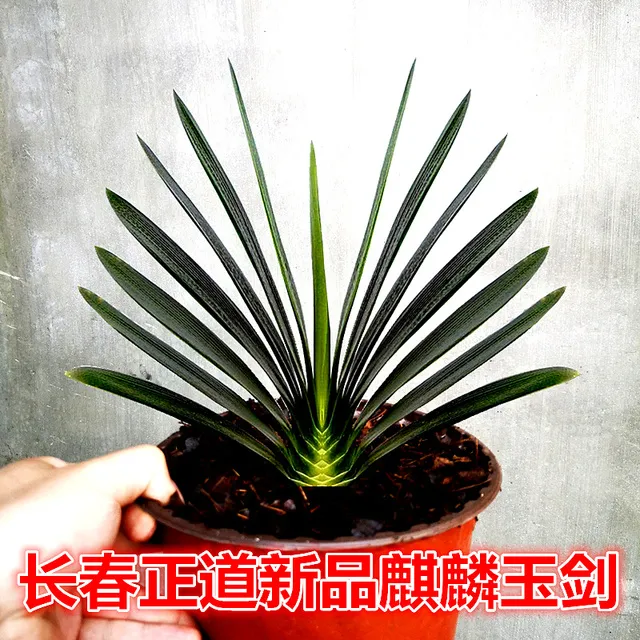 长春正道国宝级精品立板君子兰 麒麟玉剑麻脸技师油匠 绿植盆栽苗