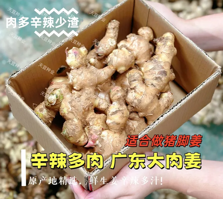【新姜上市】广东无渣猪脚姜新鲜大肉菜姜粉姜腌姜高明正宗月子批