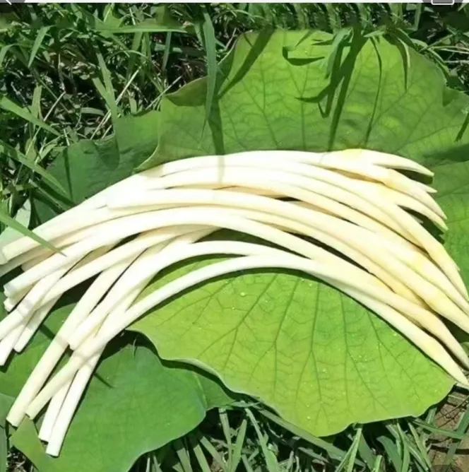 湖北一级新鲜藕带藕尖当季时令蔬菜现挖现发