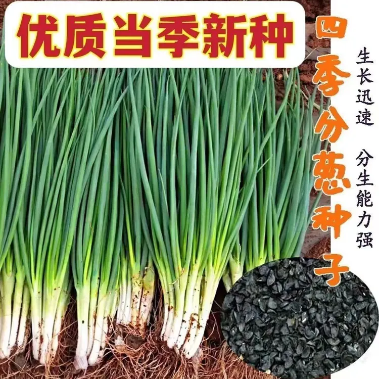 【新种子】四季小香葱种子四季生长小葱阳台盆栽家庭种植
