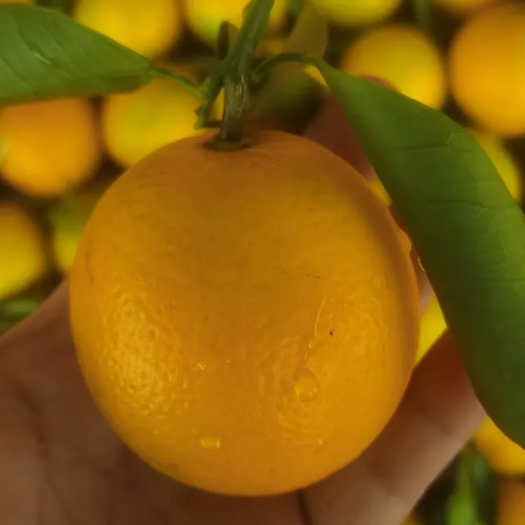 正宗廉江红江农场少核橙，甜中带微微酸，味清甜带香，